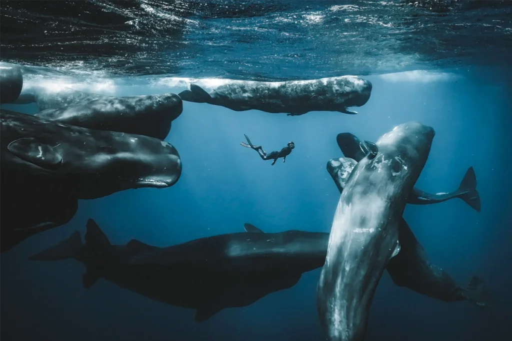 Winners of the 2025 Ocean Photographer of the Year Contest Revealed